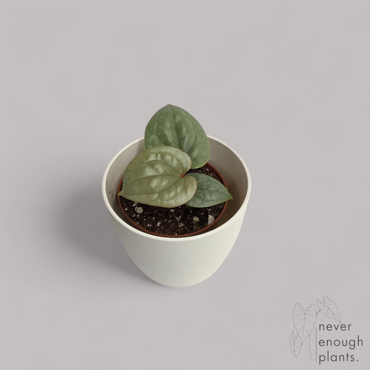 Anthurium Luxurians