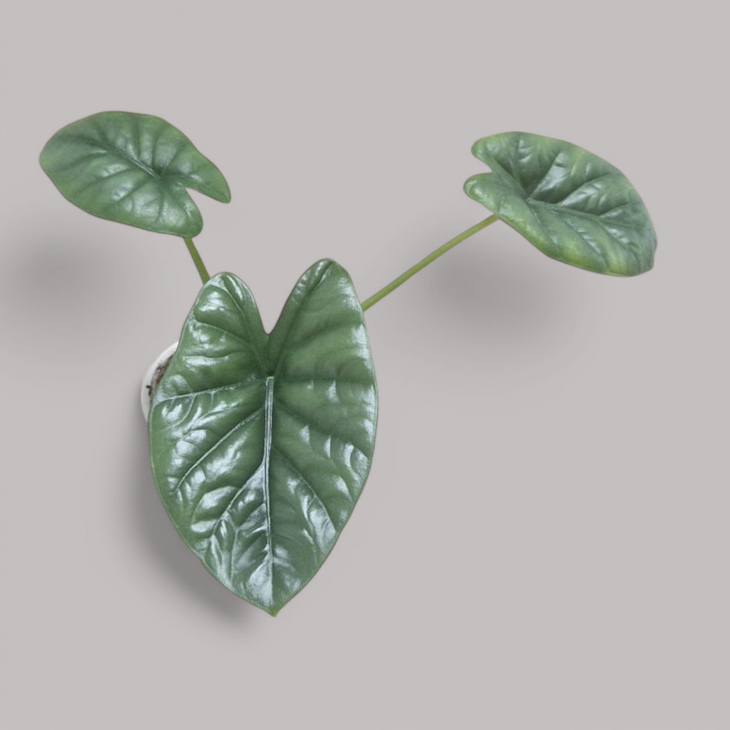 Alocasia 'Lukiwan'