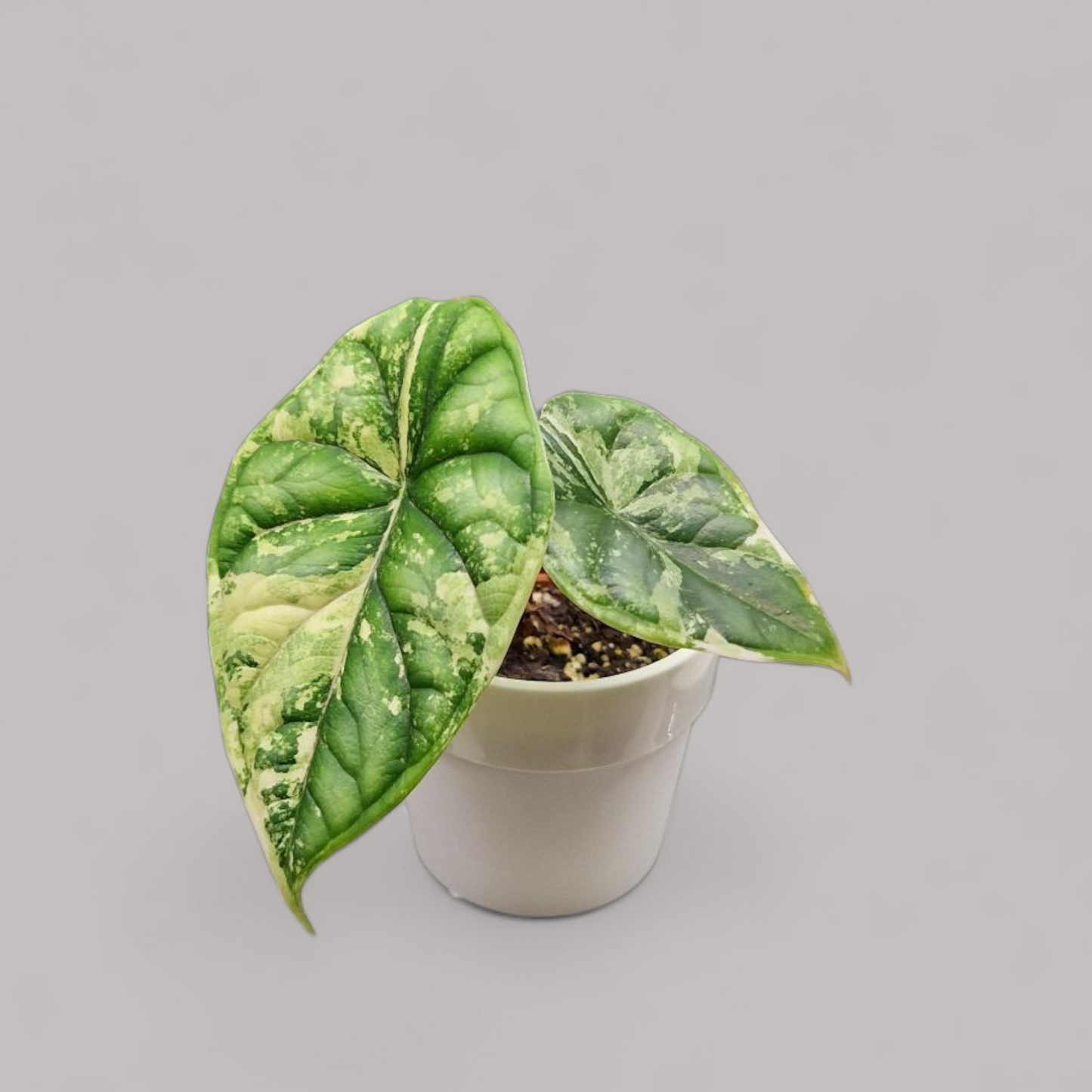 Alocasia Dragon Scale Variegata