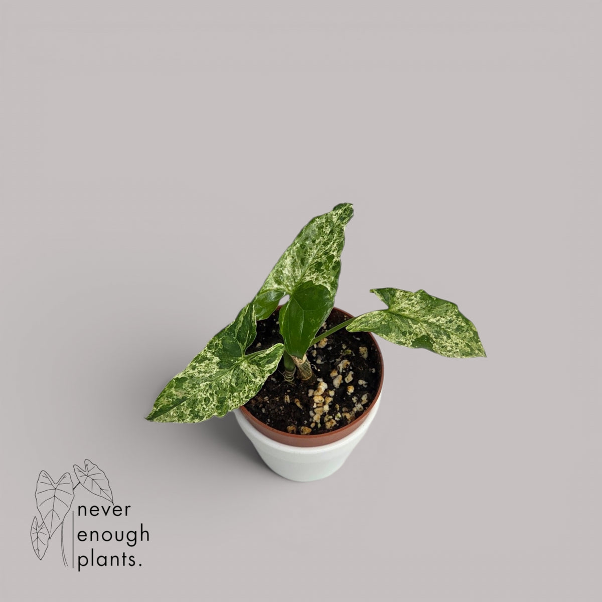 Syngonium podophyllum 'Mottled Leaf'