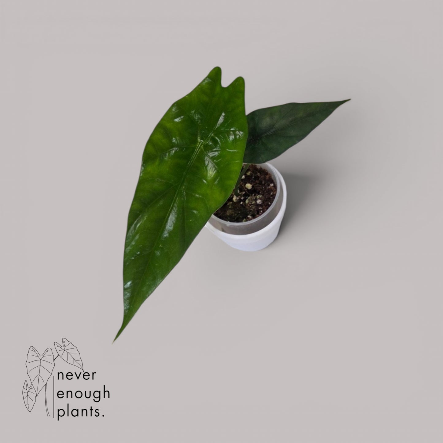 Alocasia Simpo