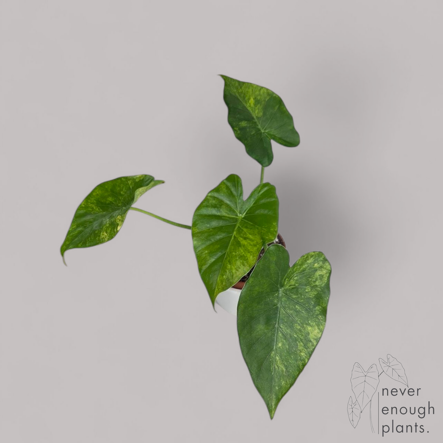 Alocasia Gageana Aurea Variegata