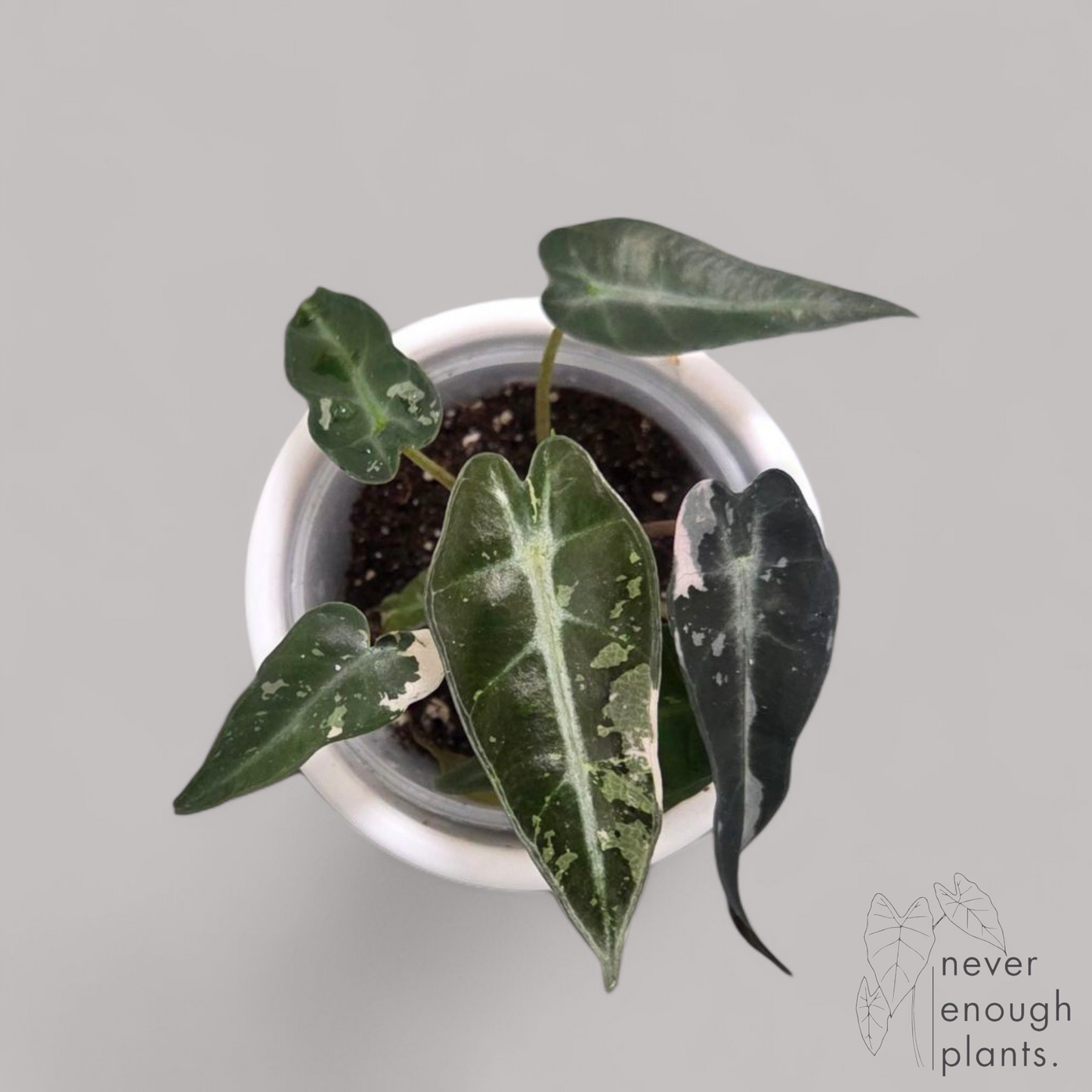 Alocasia Bambino Pink variegata