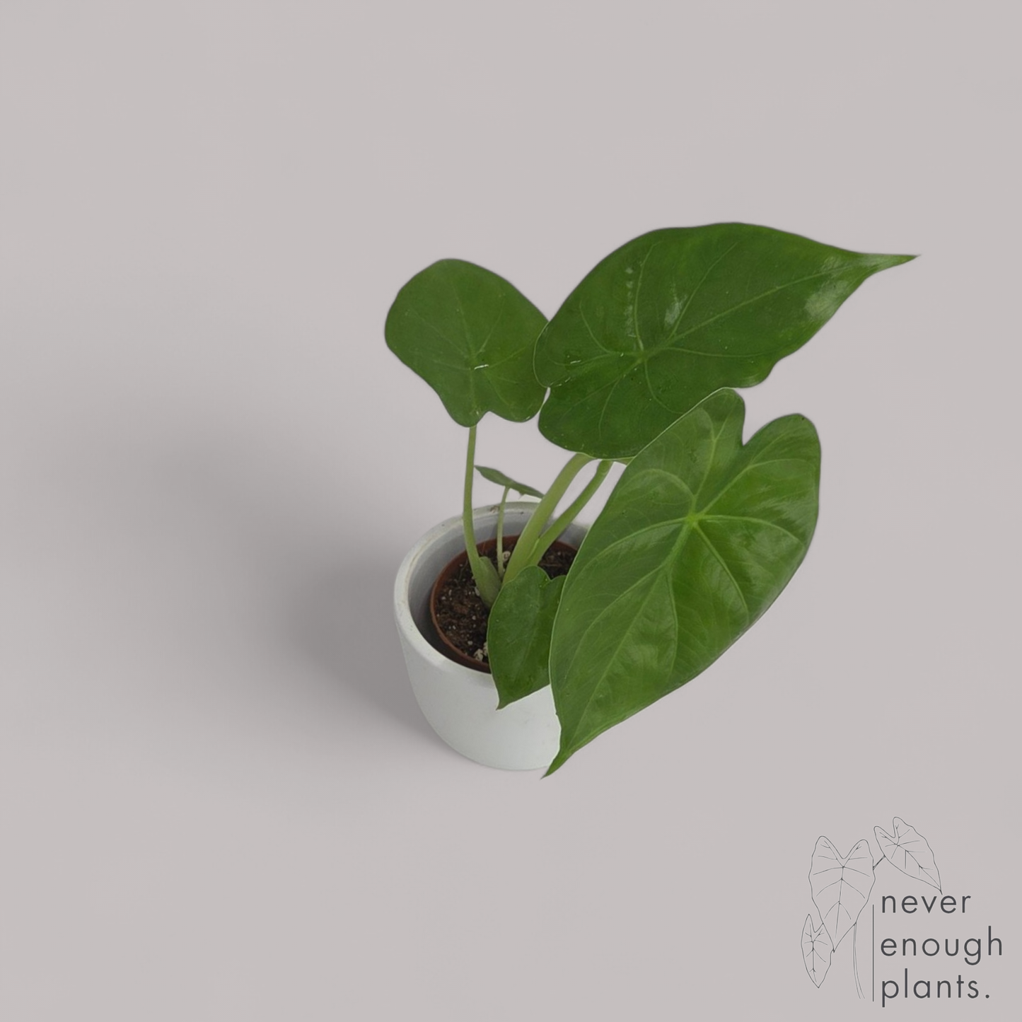 Alocasia Macrorrhiza "Borneo King"