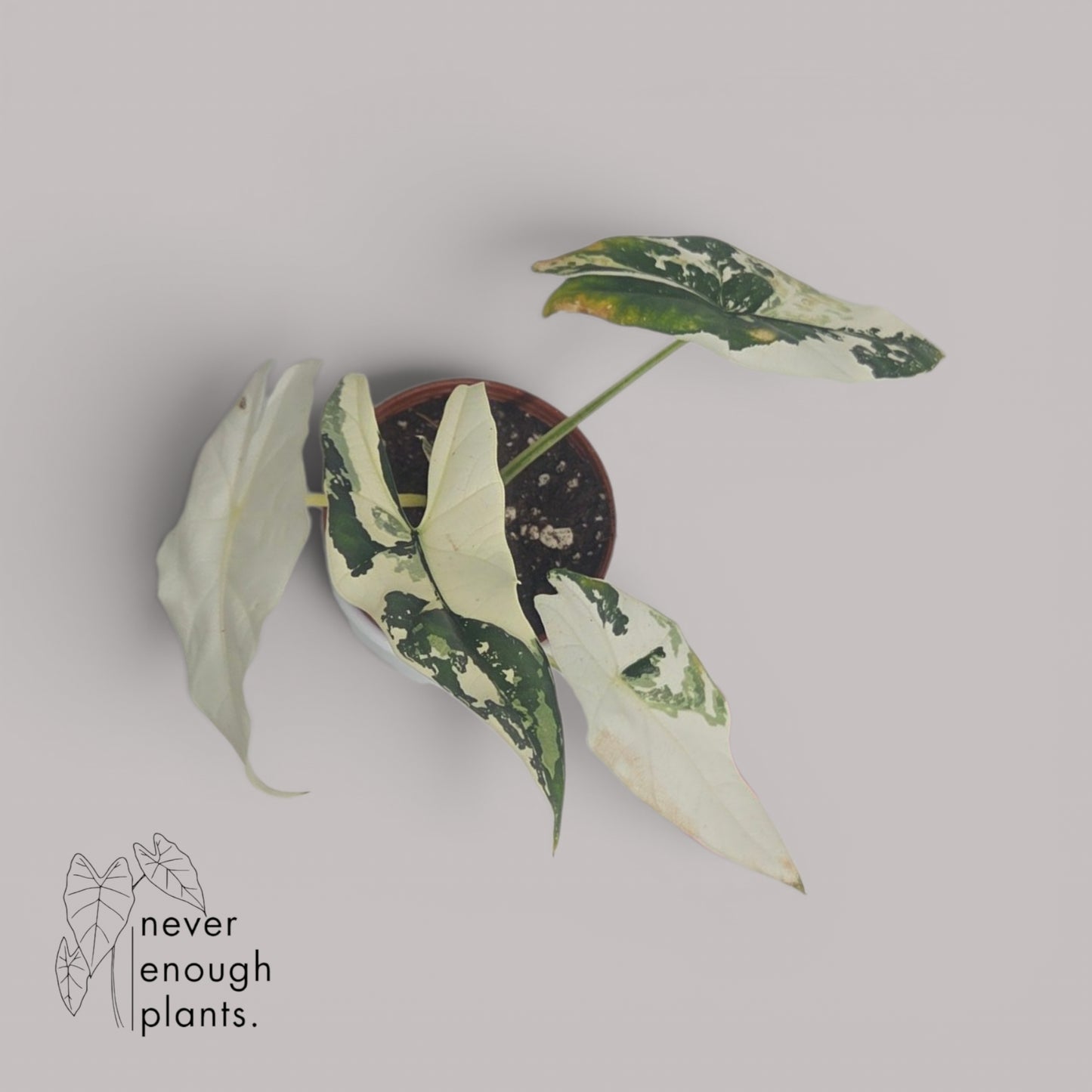 Alocasia Simpo Albo Variegata