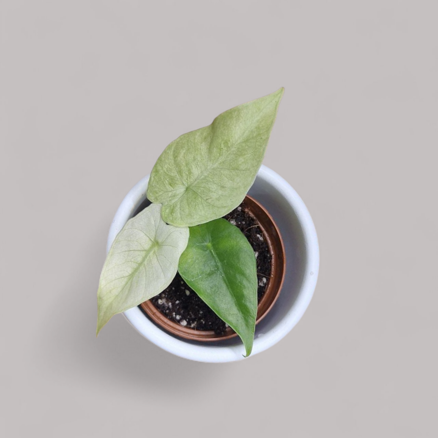 Alocasia Gageana Ghost