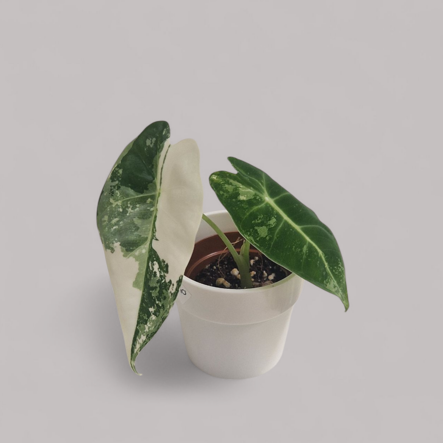 Alocasia 'Frydek' variegata