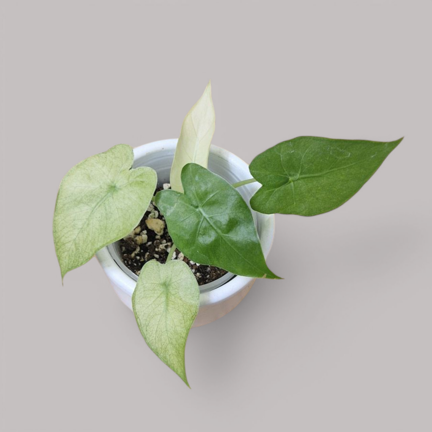 Alocasia Gageana Ghost