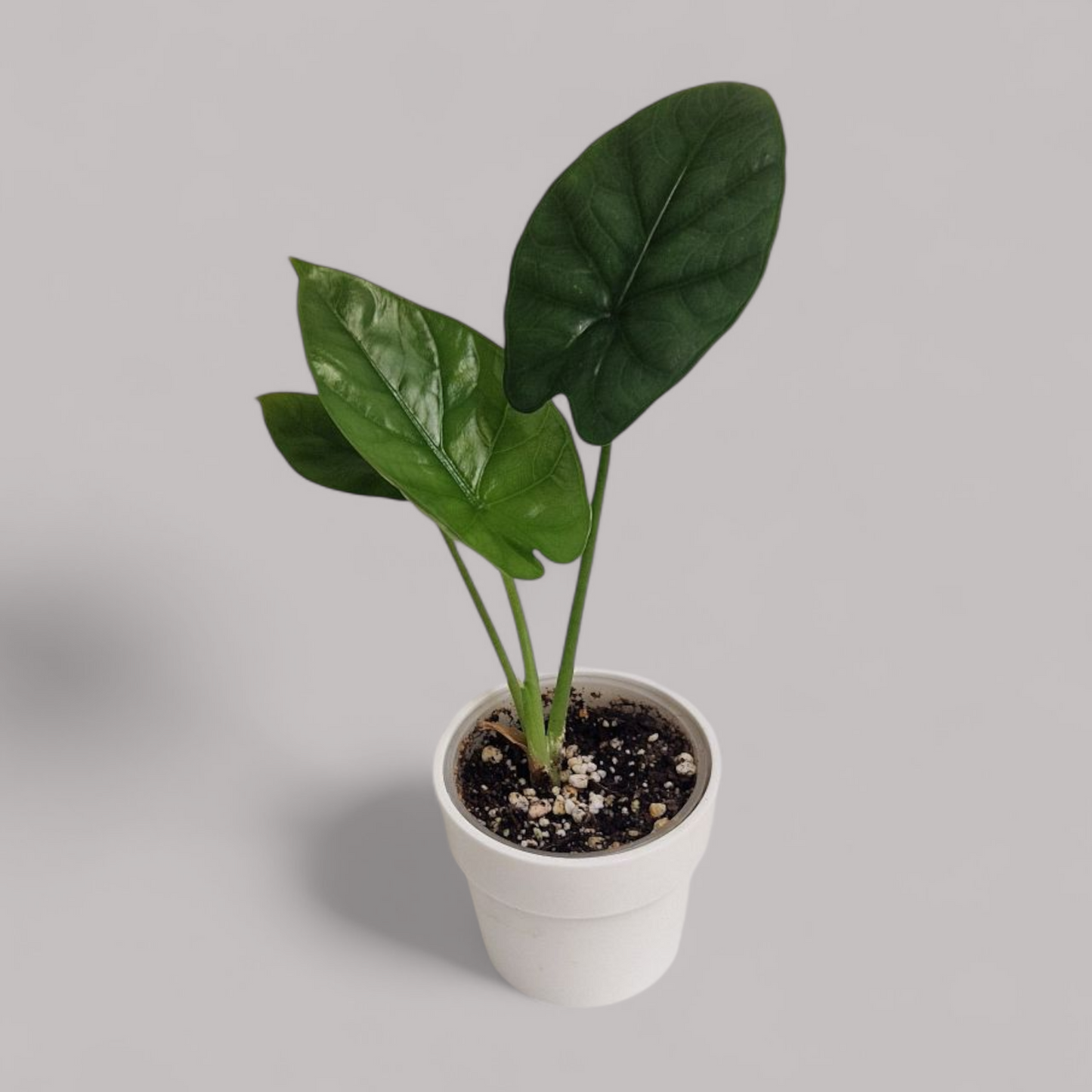 Alocasia 'Lukiwan'