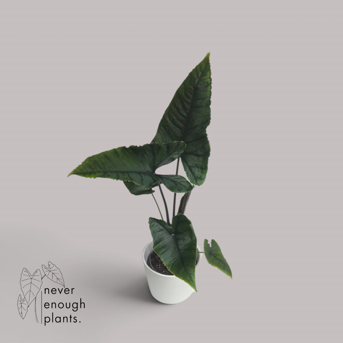 Alocasia Olanii