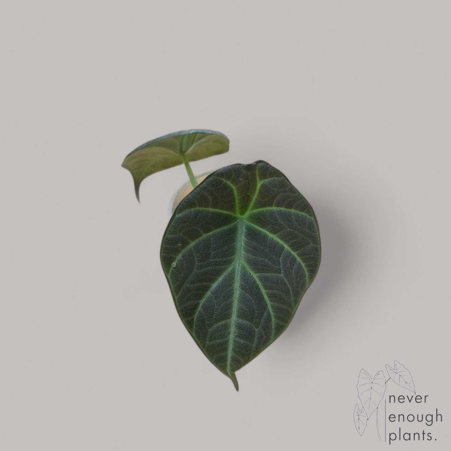 Alocasia 'Maharani'