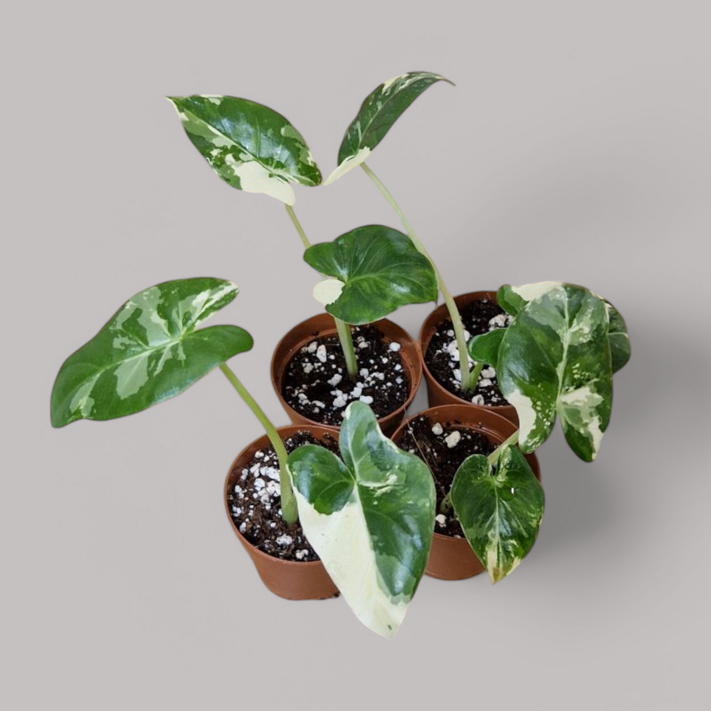 Alocasia Macrorrhiza albo variegata