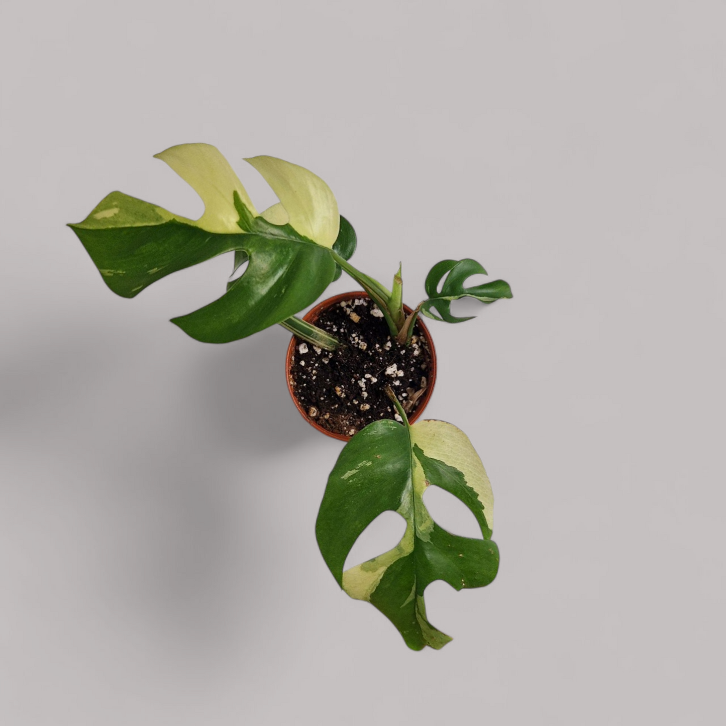Rhaphidophora tetrasperma Variegata (Monstera minima)