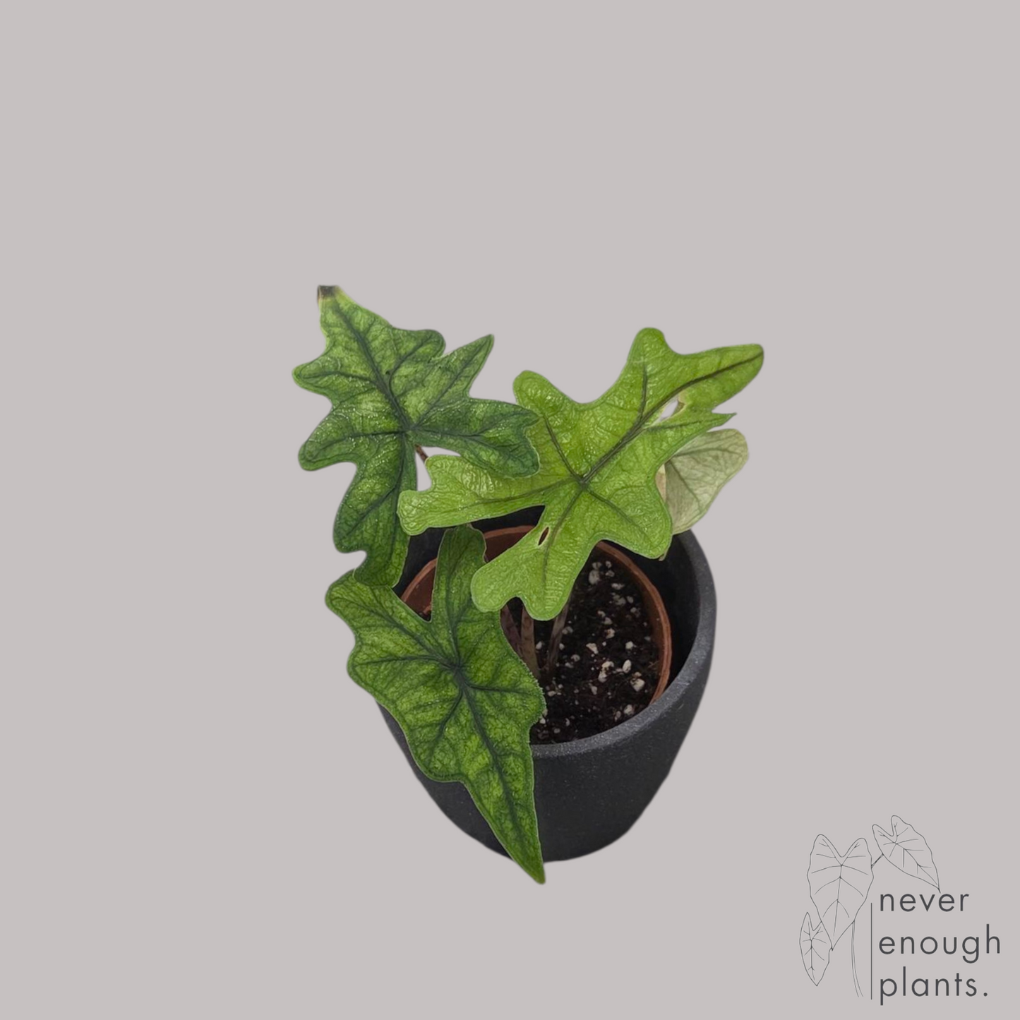 Alocasia 'Jacklyn' ghost mint