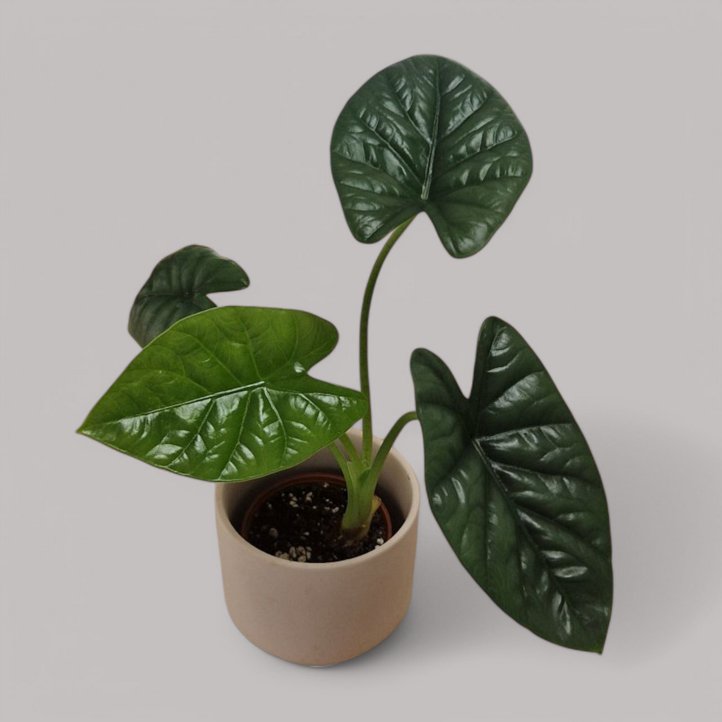 Alocasia 'Lukiwan'