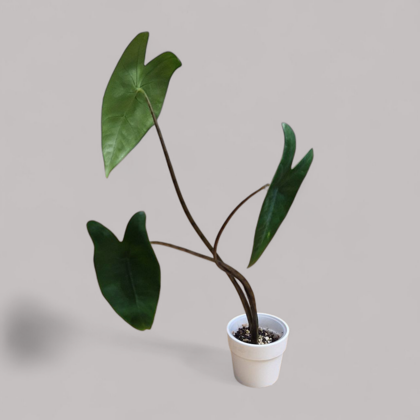 Alocasia Zebrina Black Stem