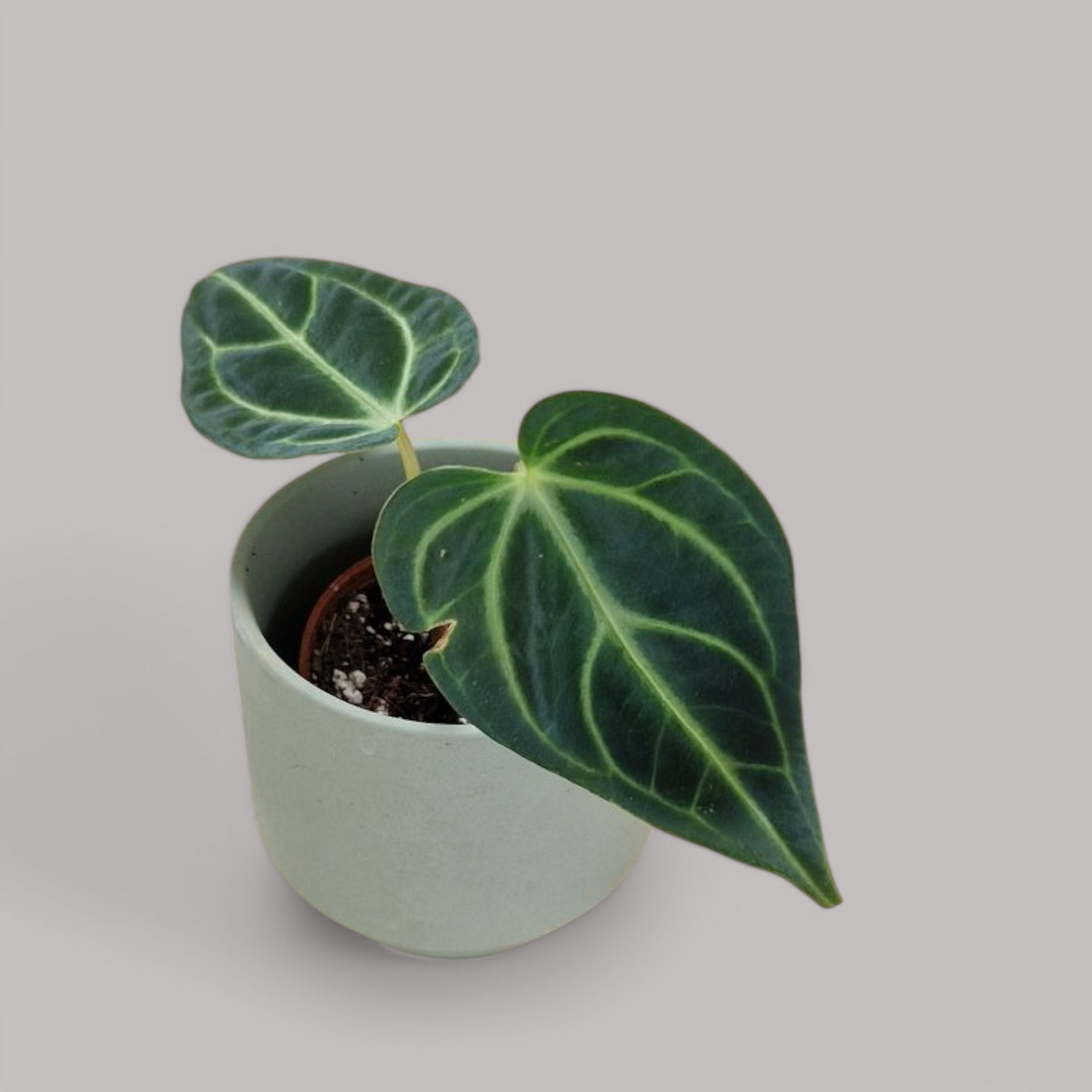 Anthurium Regale