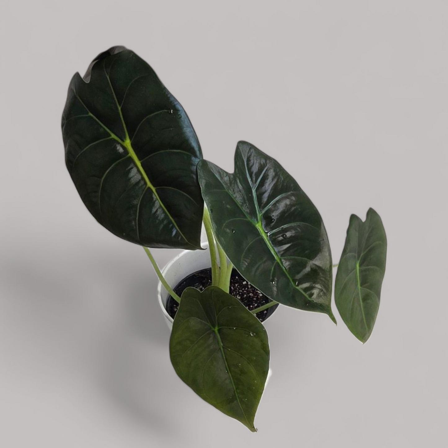 Alocasia Golden Bone