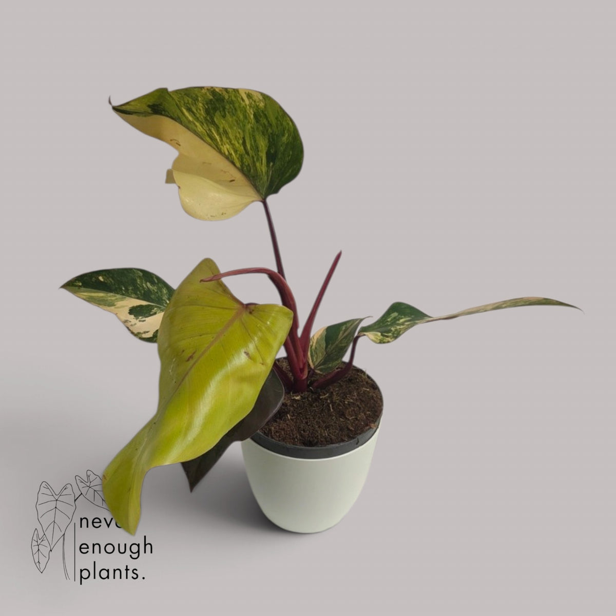 Philodendron Strawberry Shake