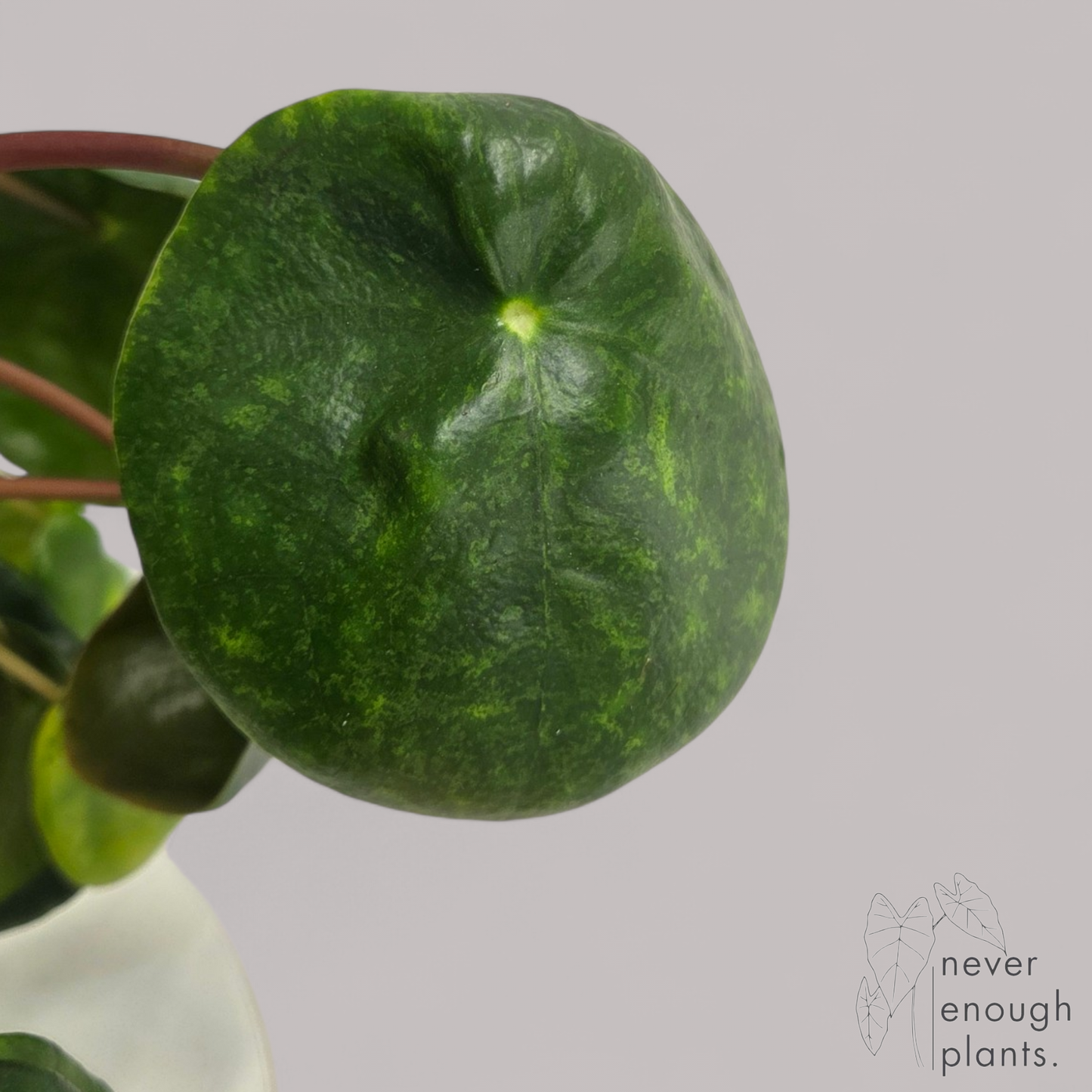 Pilea Peperomioides 'Mojito'
