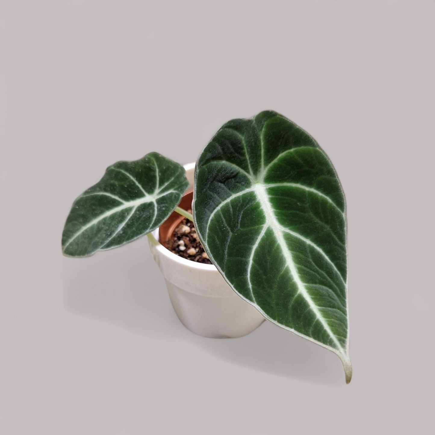 Alocasia 'Black Velvet'