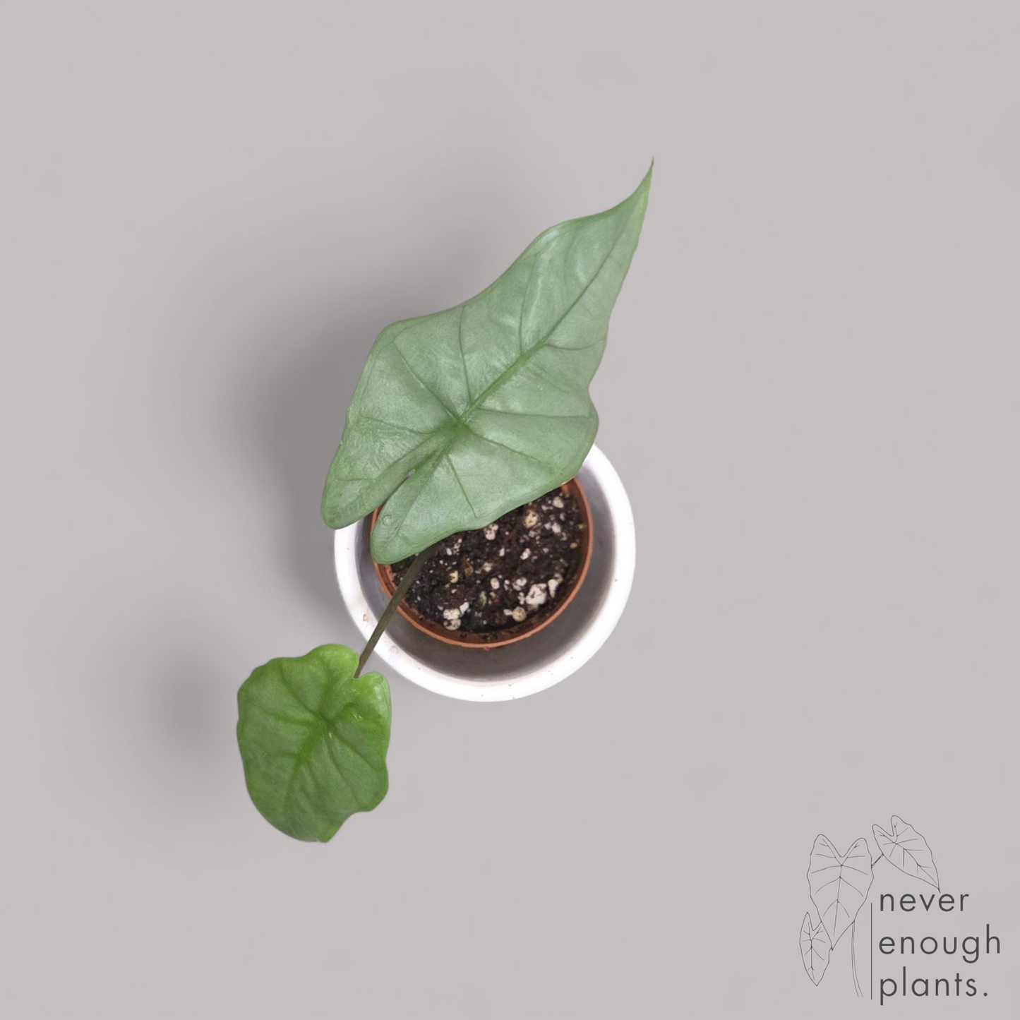 Alocasia Heterophylla 'Corazon'