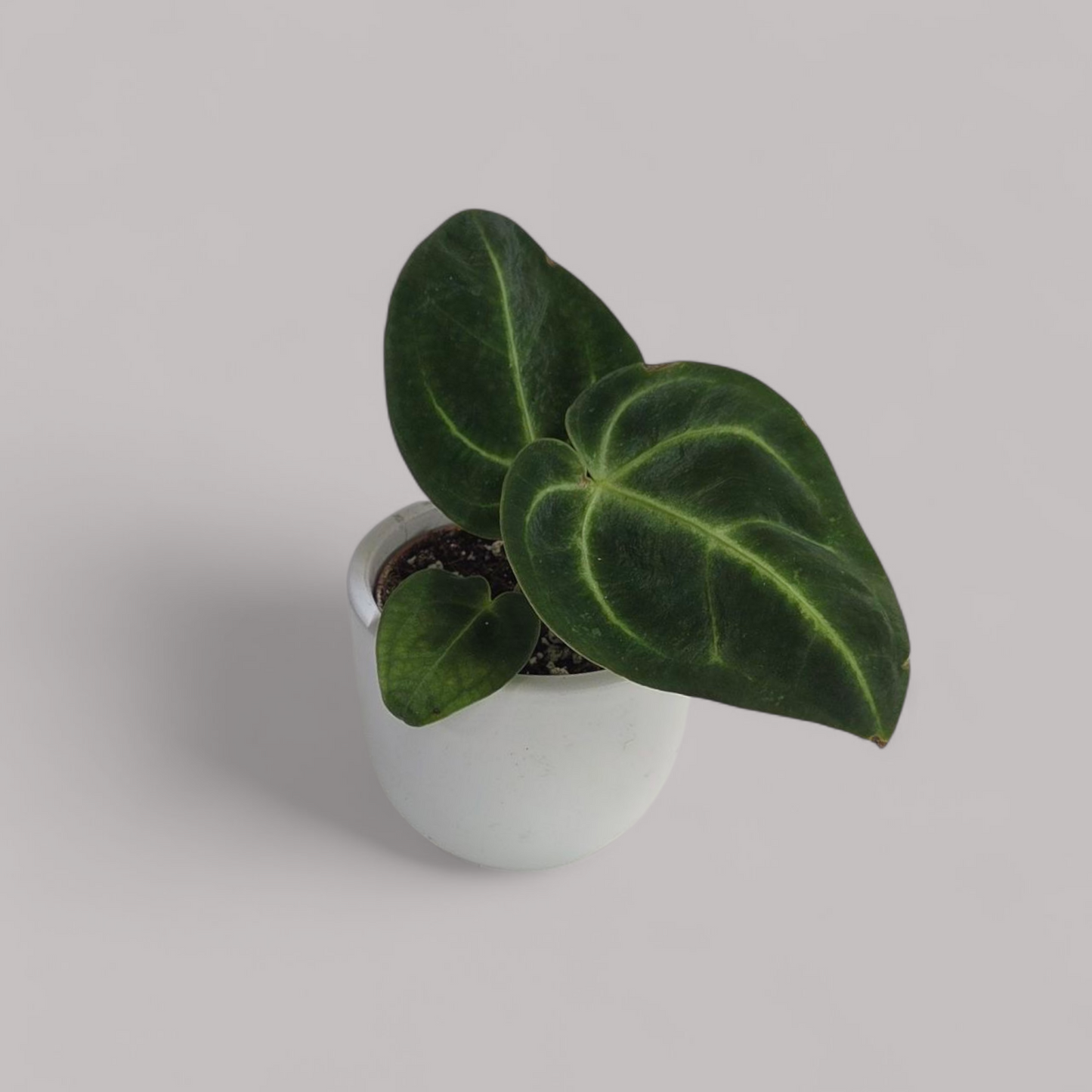 Anthurium Regale