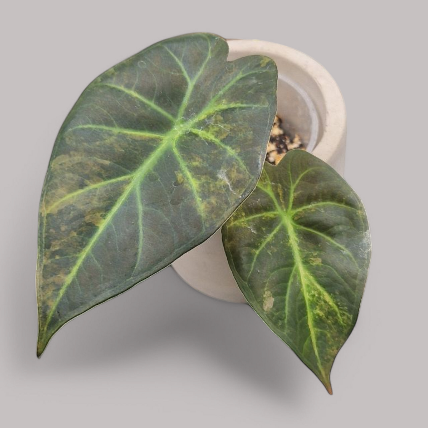 Alocasia 'Regal Shield' Aurea Variegata