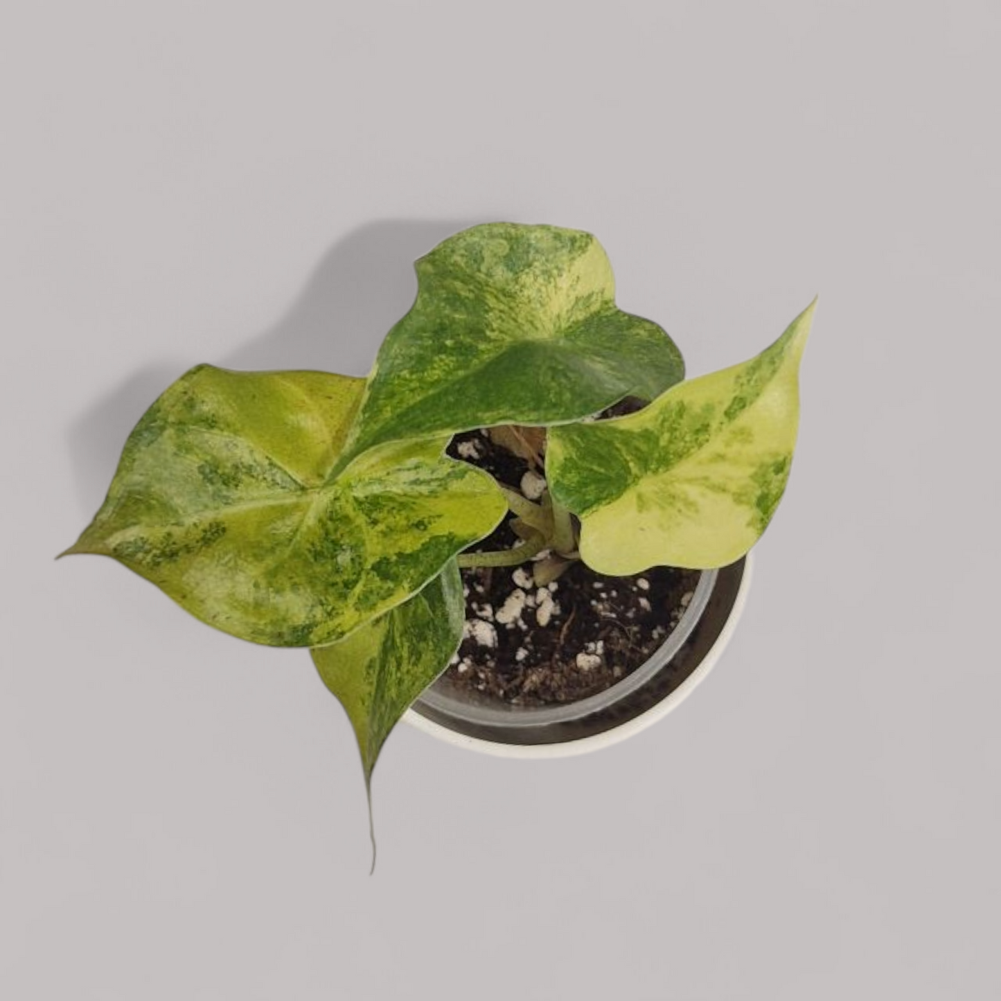 Alocasia Wentii aurea variegata