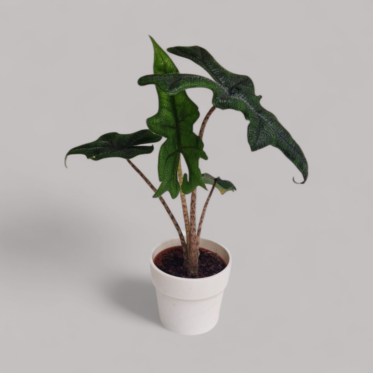 Alocasia 'Jacklyn'