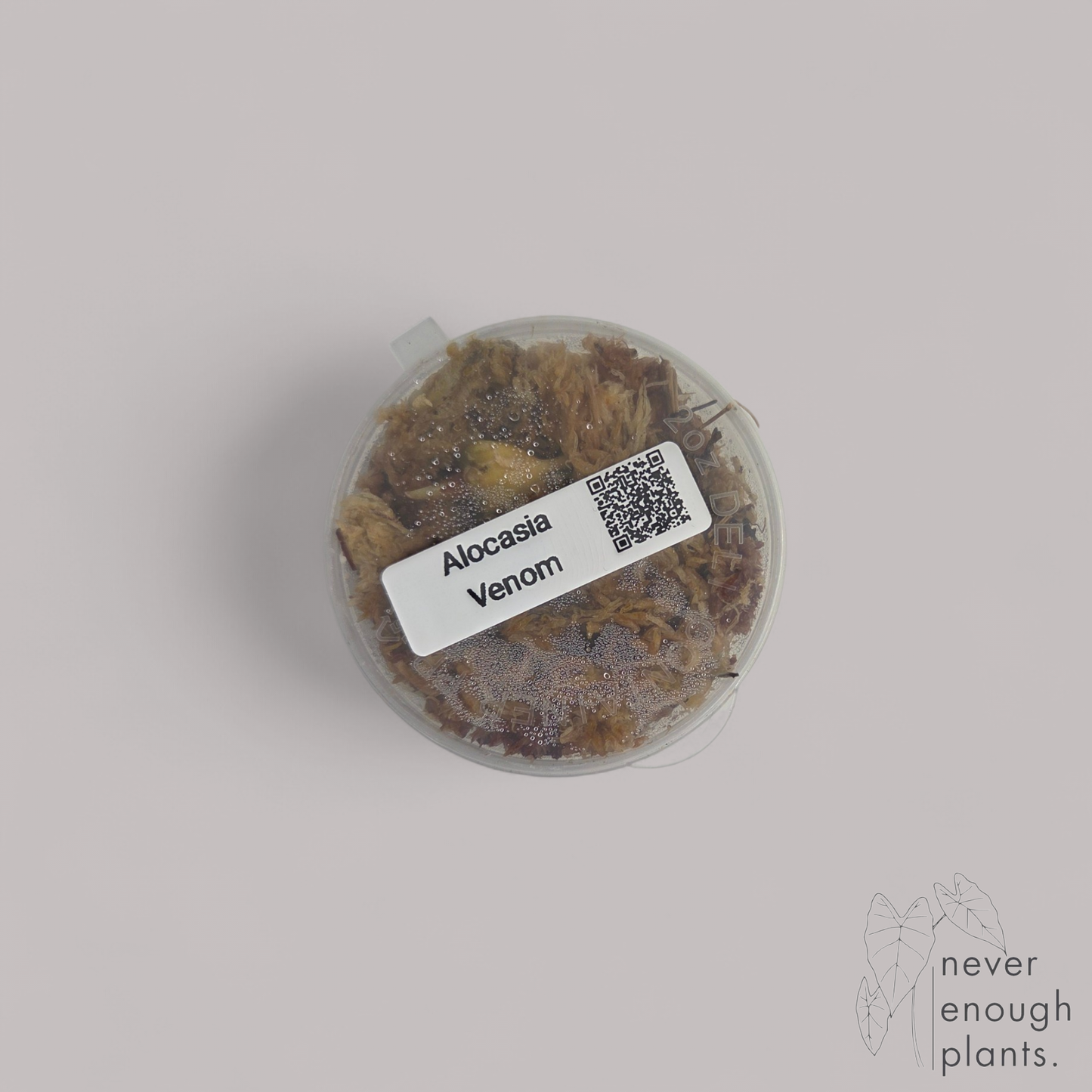Alocasia Venom