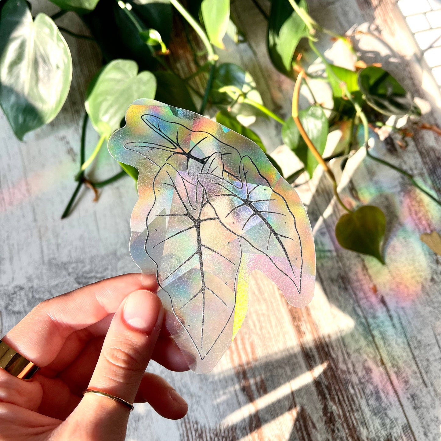 Suncatcher - Alocasia Frydek