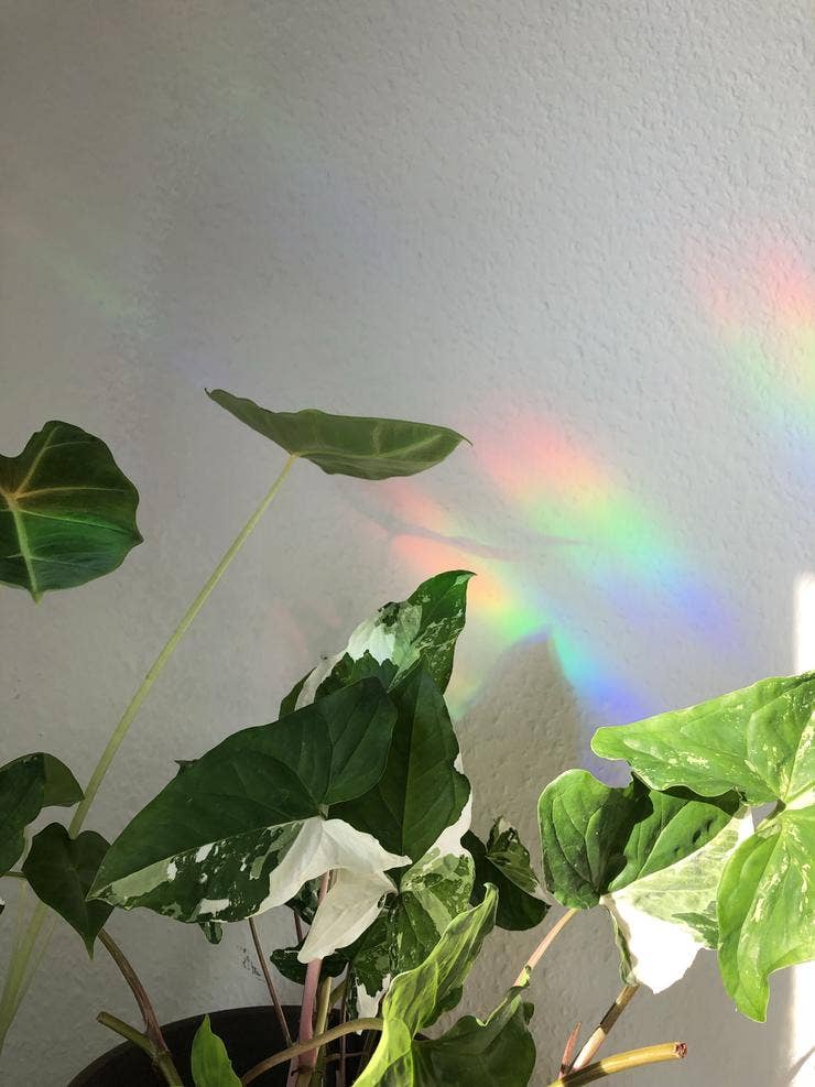 Suncatcher - Philodendron Blatt