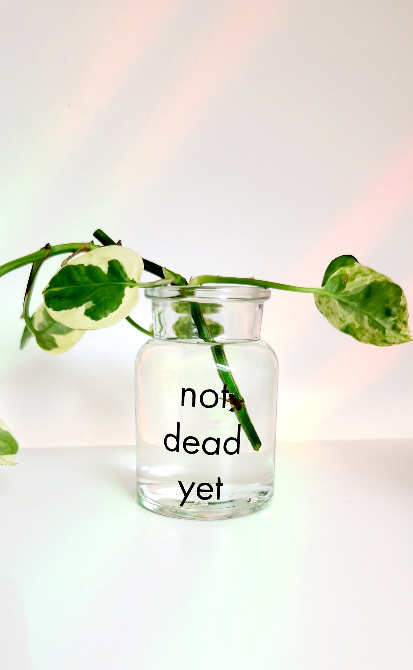 Vase - not dead yet