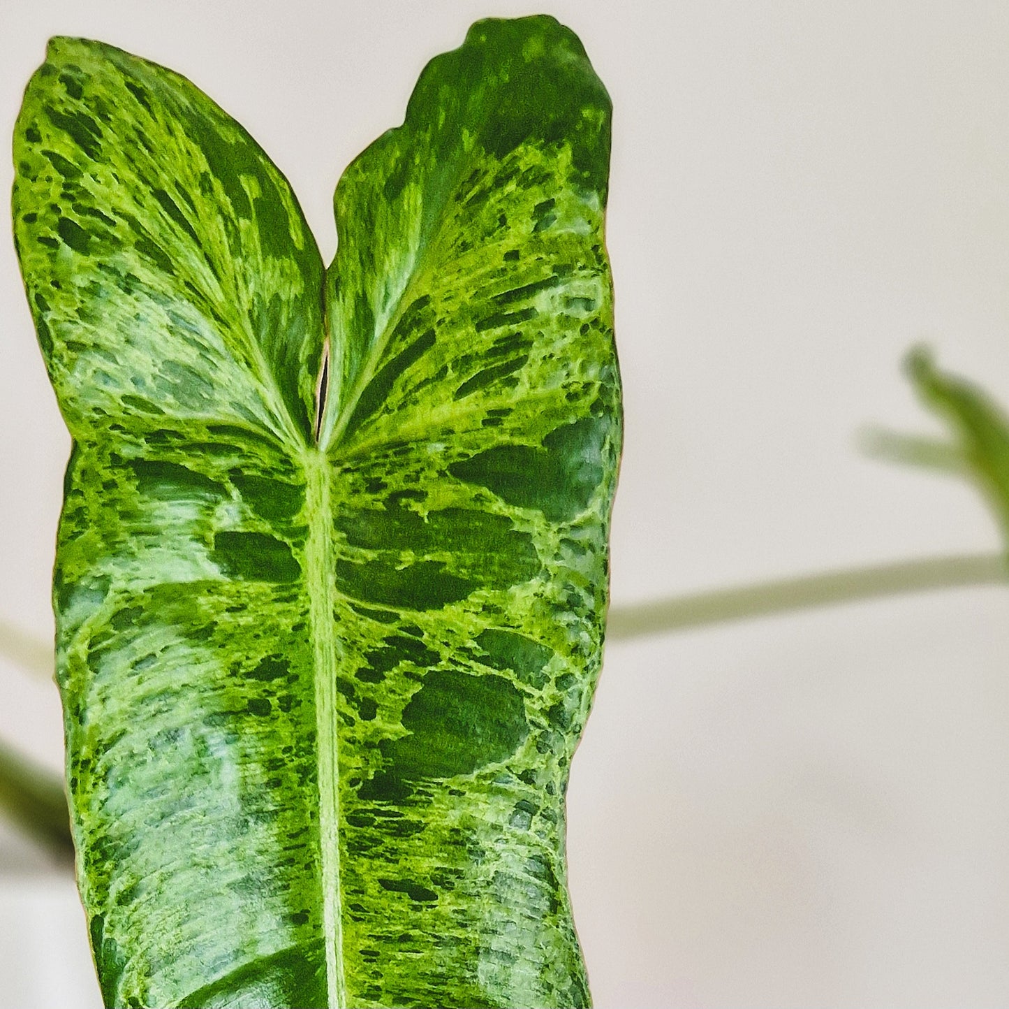 Philodendron 'Paraiso Verde'