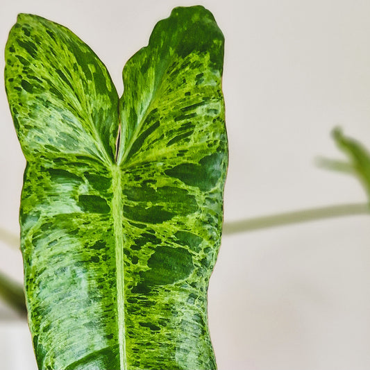 Philodendron 'Paraiso Verde'