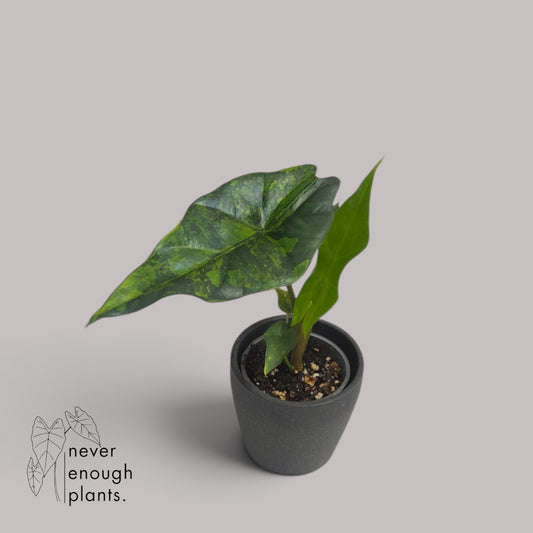 Alocasia Simpo Aurea Variegata