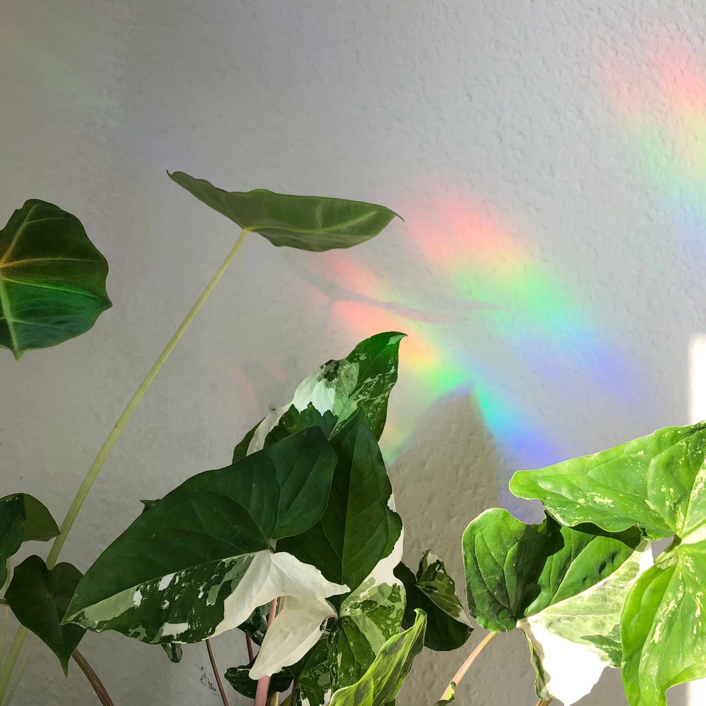 Suncatcher - Biene mit Monstera