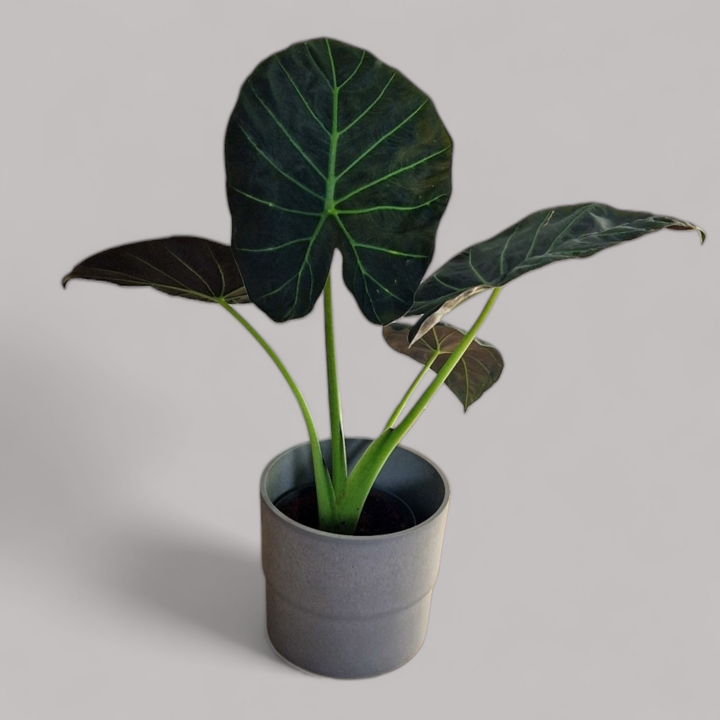 Alocasia 'Regal Shields'