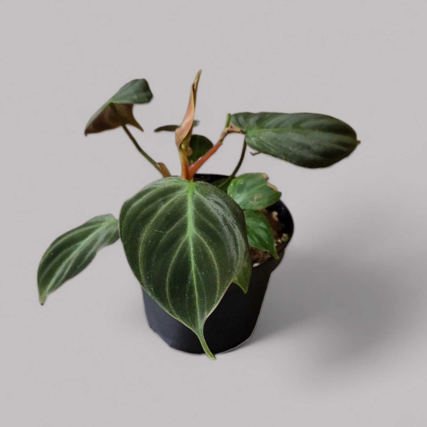 Philodendron El Choco Red