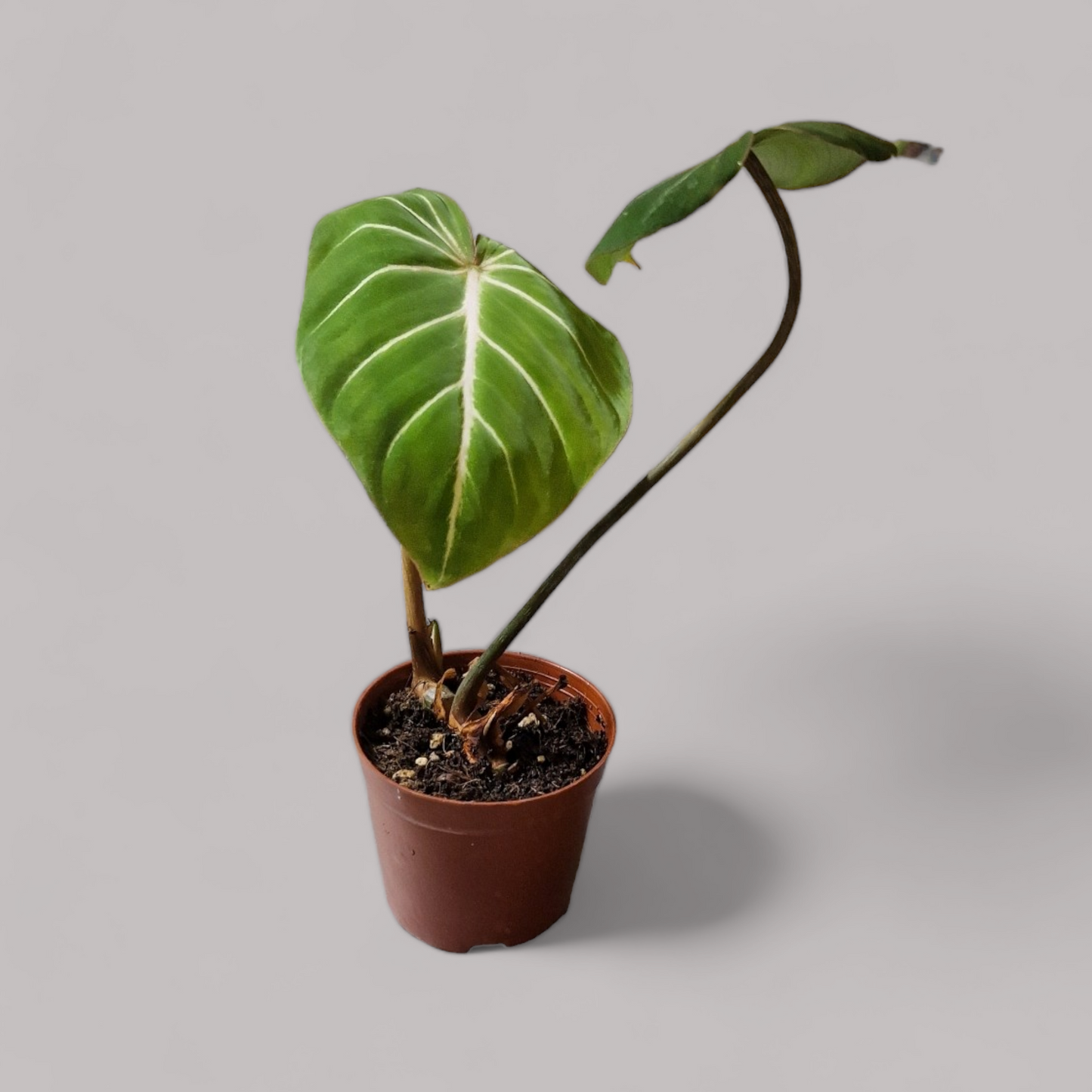 Philodendron Gloriosum