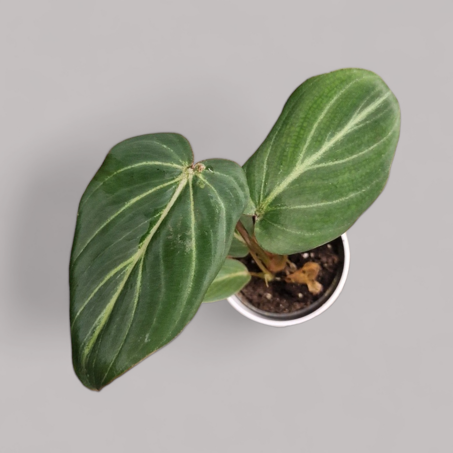 Philodendron Gloriosum