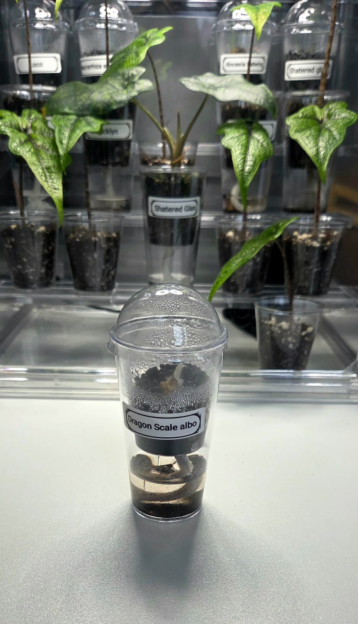 Selbstbewässerungs Anzuchttopf Set