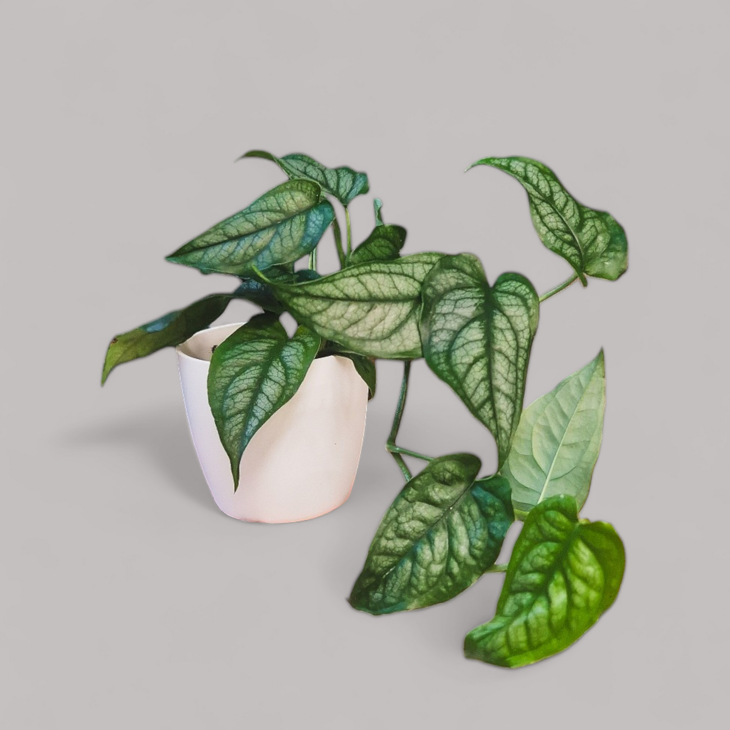 Monstera Siltepecana