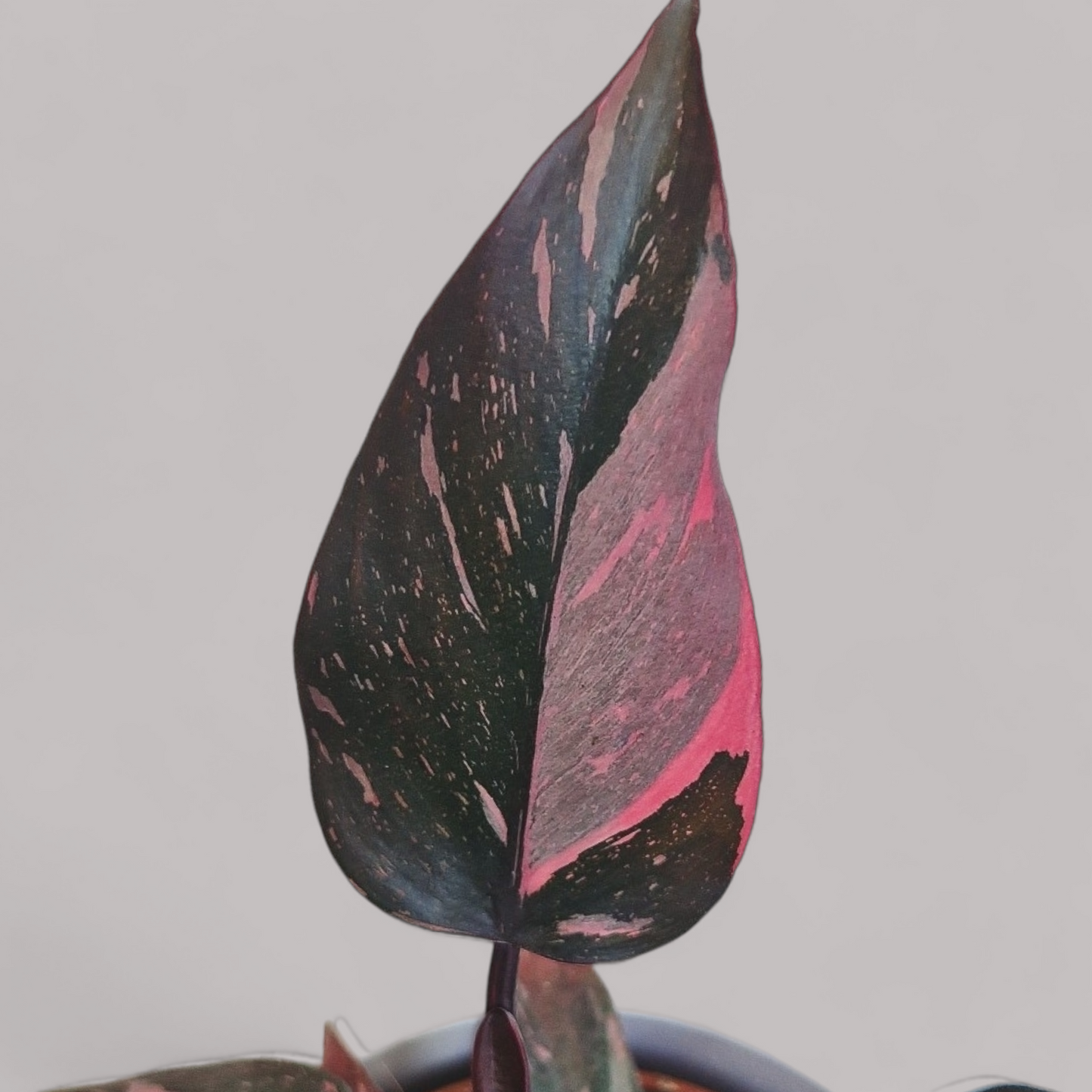 Philodendron 'Pink Princess'