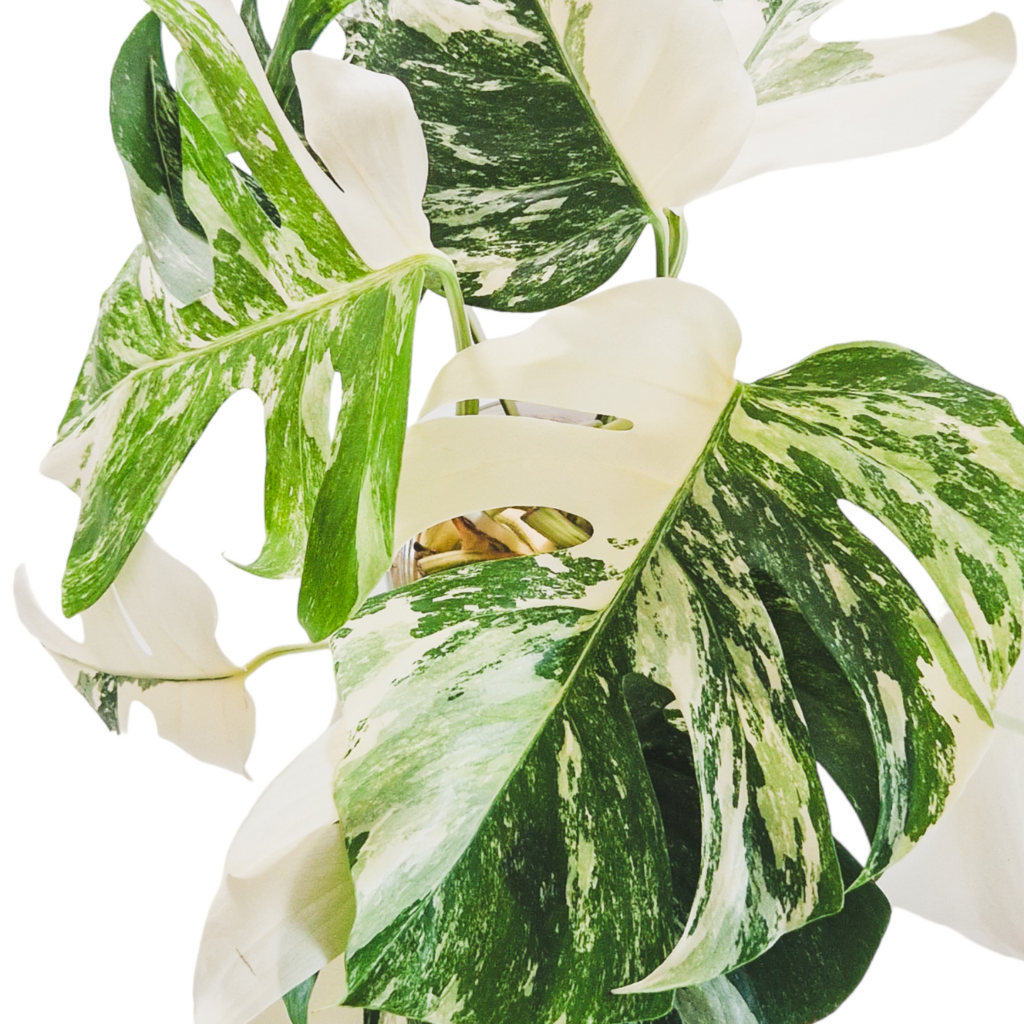Monstera Deliciosa Albo Variegata