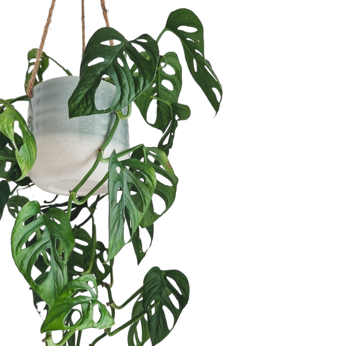 Monstera Adansonii