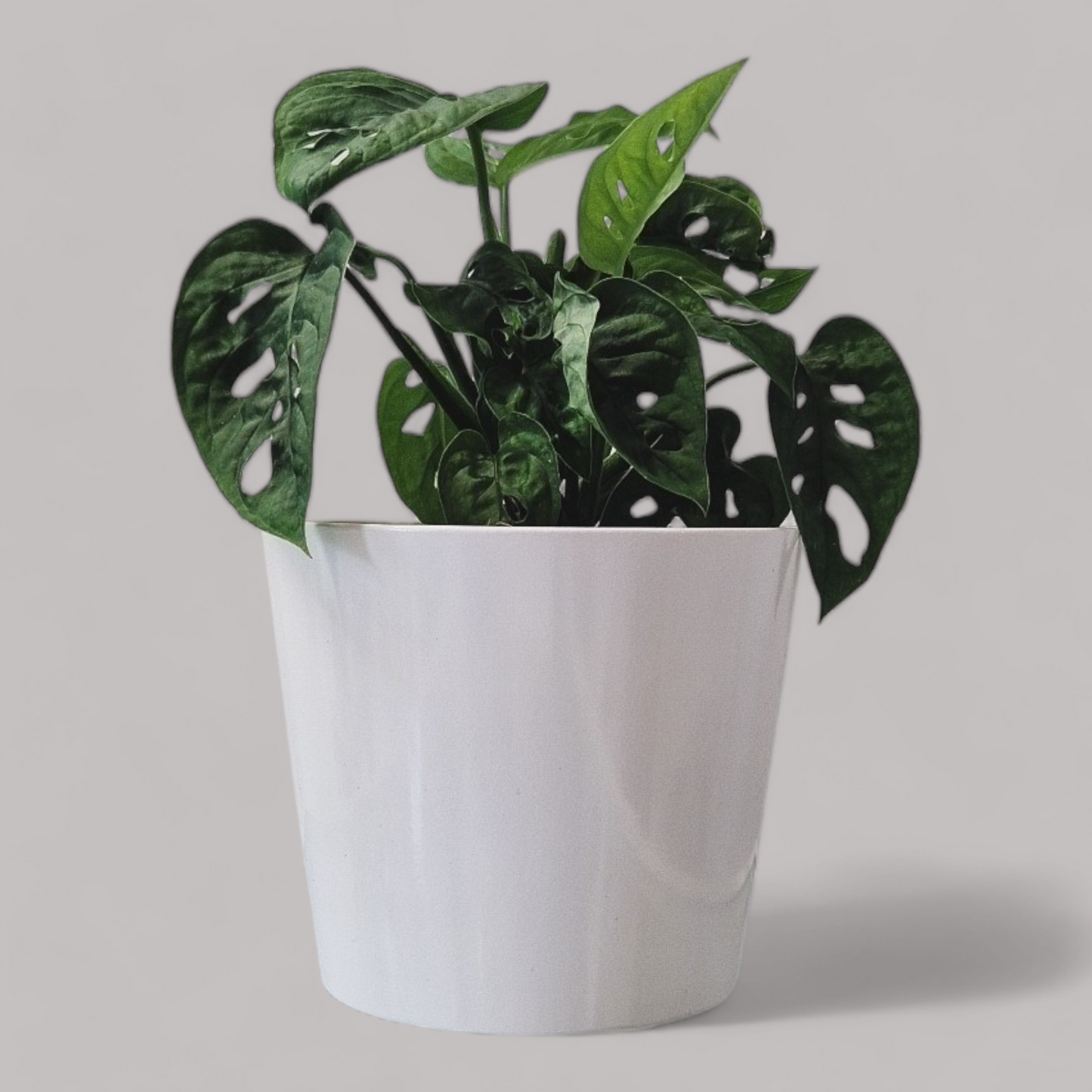 Monstera Adansonii