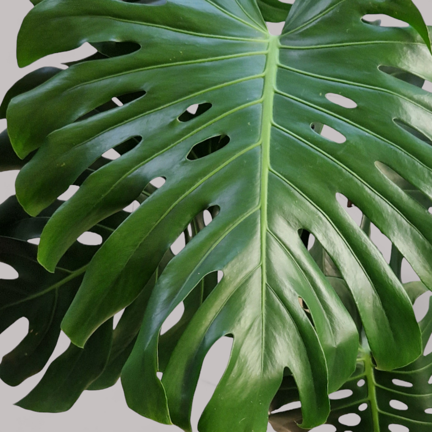 Monstera Deliciosa