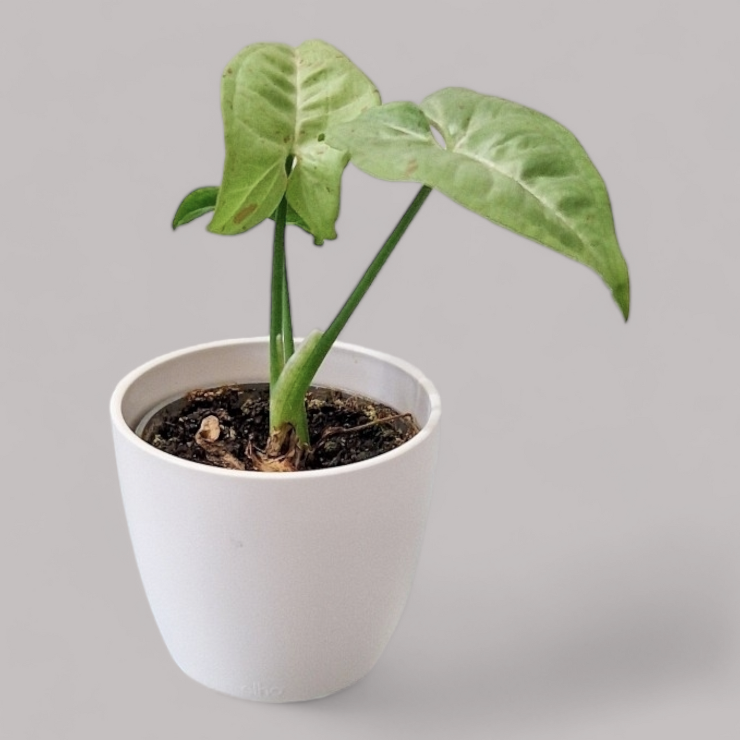 Syngonium podophyllum 'Milk Confetti'